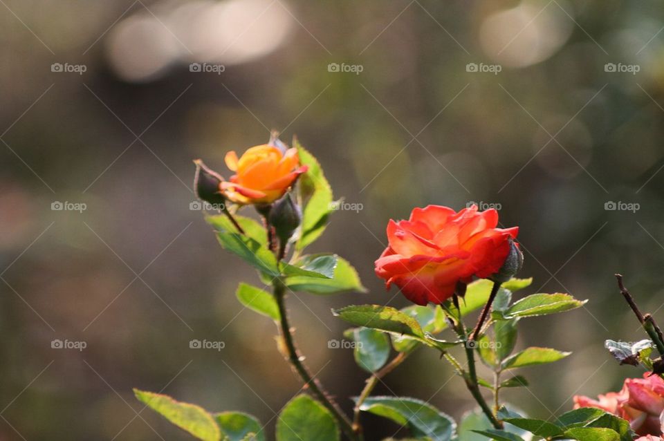 orange roses