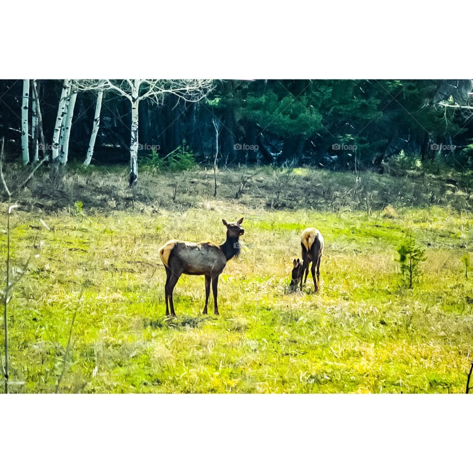 Elk With Calf in Spring Meadow