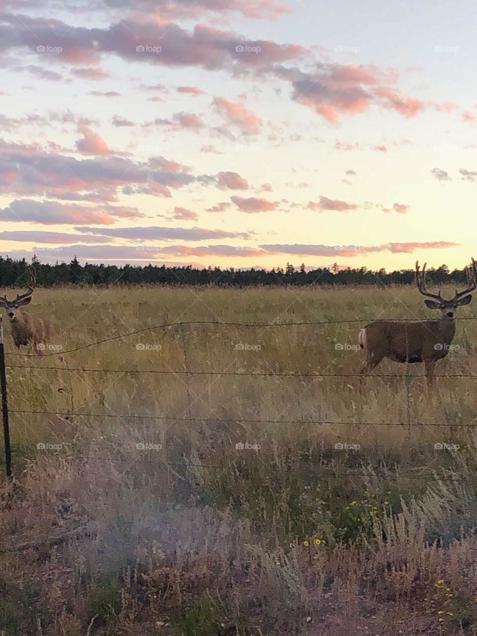 Beautiful sunset in Colorado, and the elk were amazing and watching us!