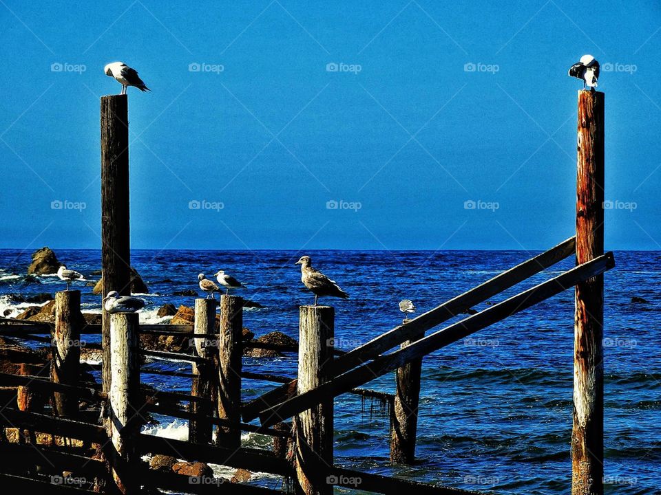 Seagulls on a Pacific Ocean pier