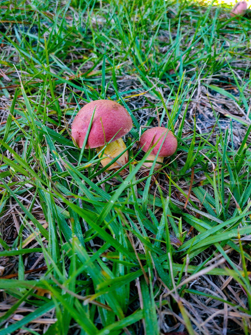 mushrooms