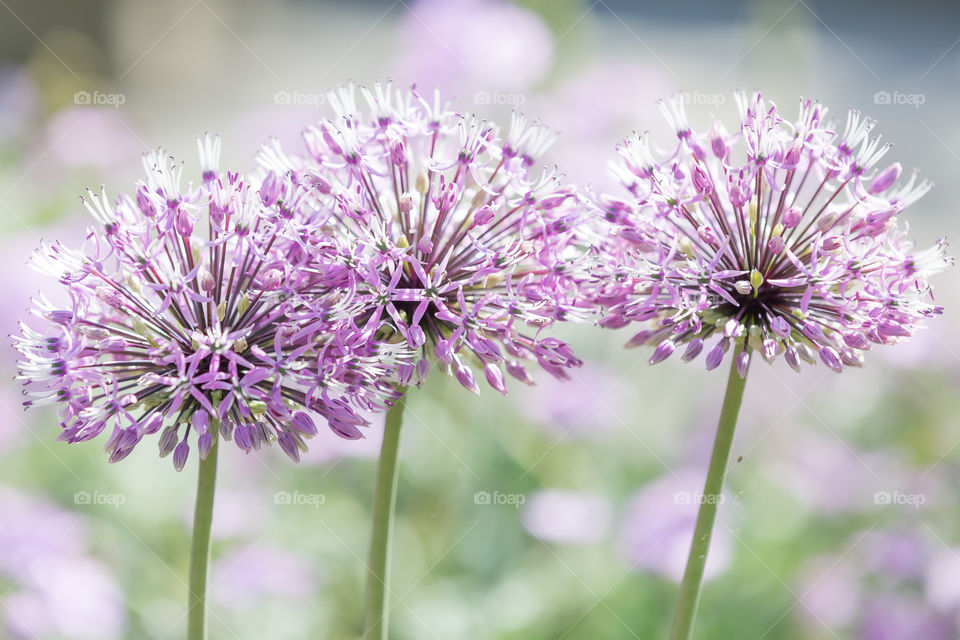 Closeup of beautiful purple blooming allium flowers 