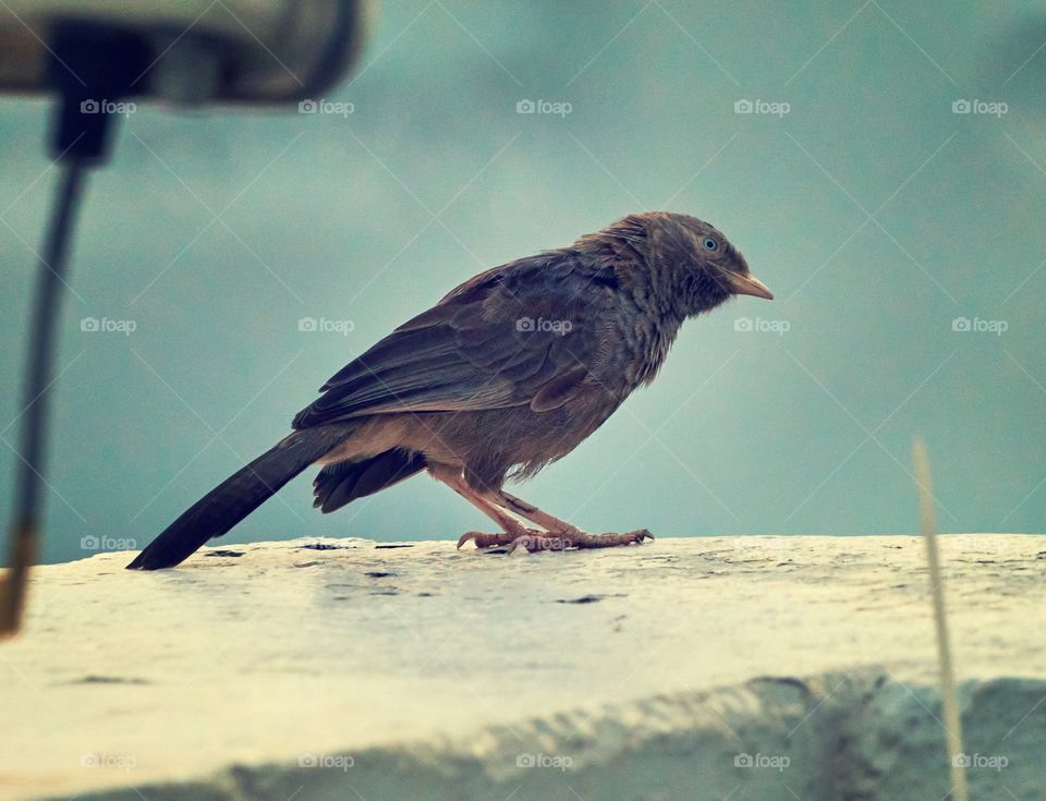 Bird photography  - yellow  babbler  - vintage  style