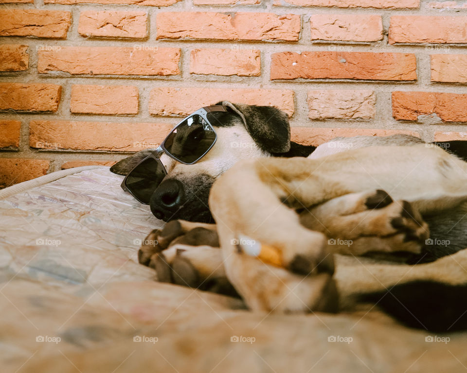 lazy Dog with sunglasses holding a cigarette. Smoking pet