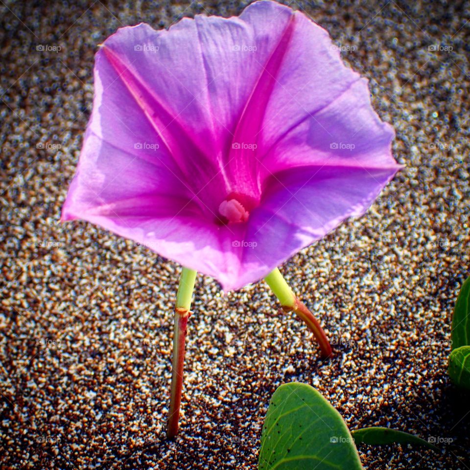 Flower walking on beach