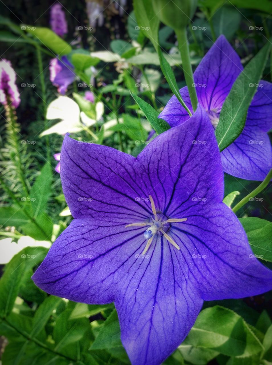 Blue stars. A shade of blue in the garden.