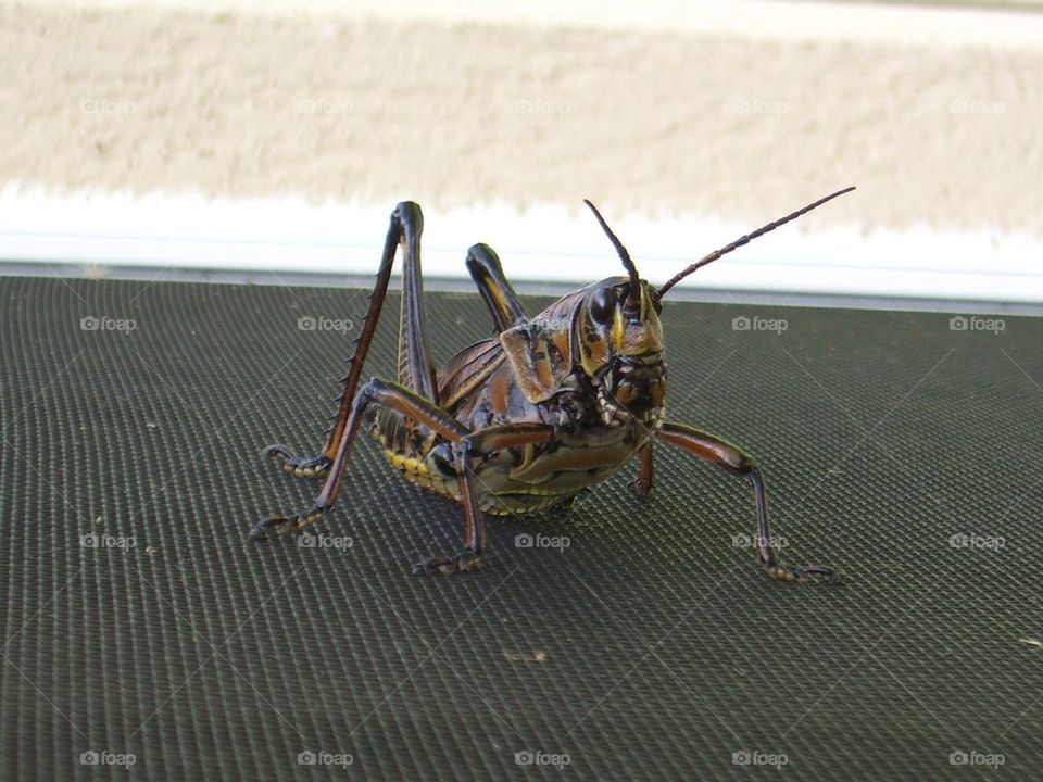 Grasshopper 
