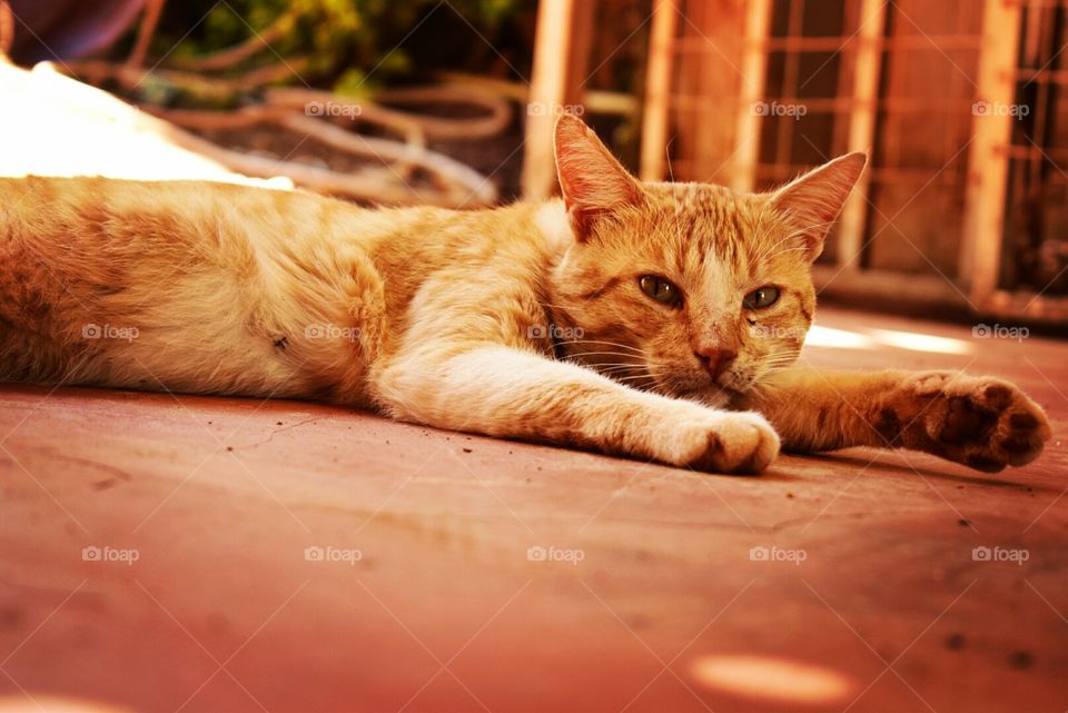 a portrait of a beautiful cat with striped ginger fur lying on the floor just lazing around