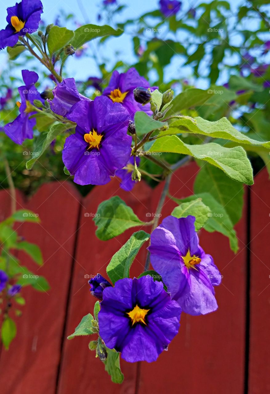 Purple flowers cascading over a fence!