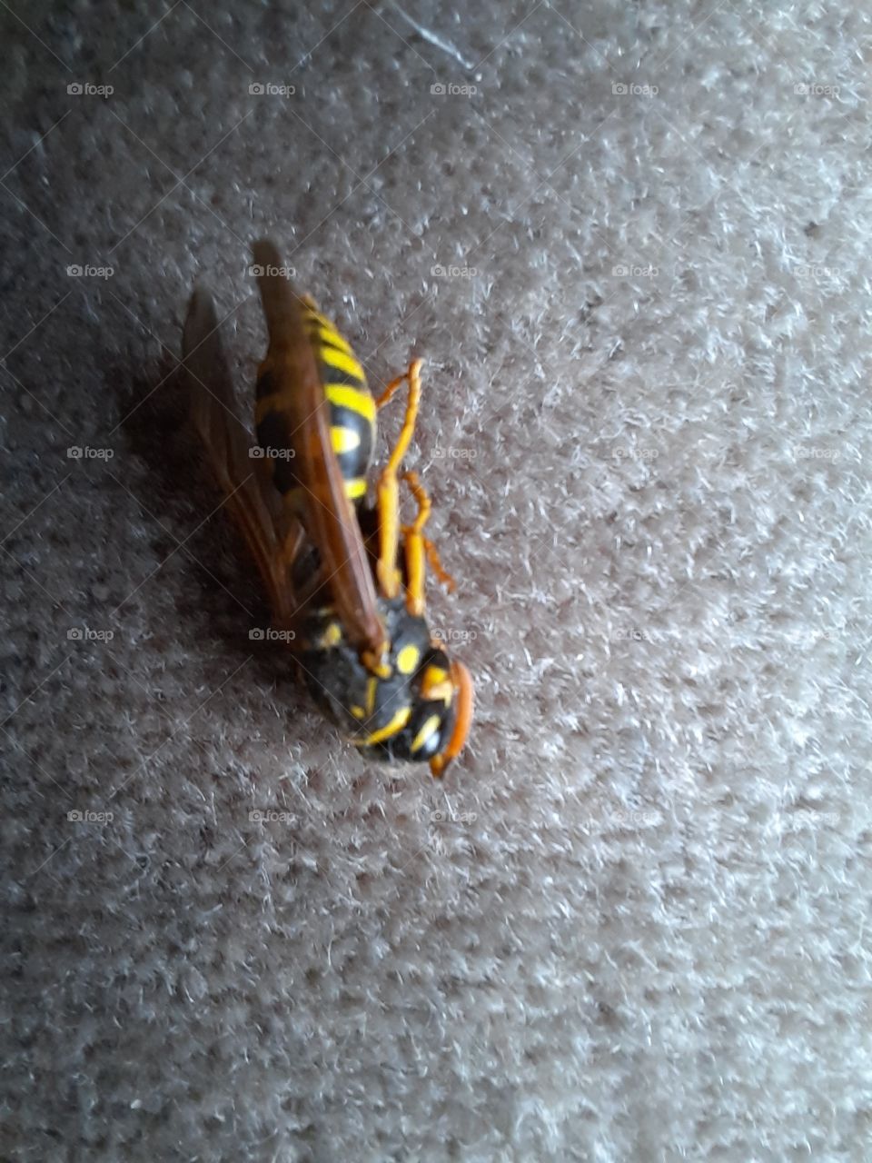 close-up of a dead wasp on a sofa