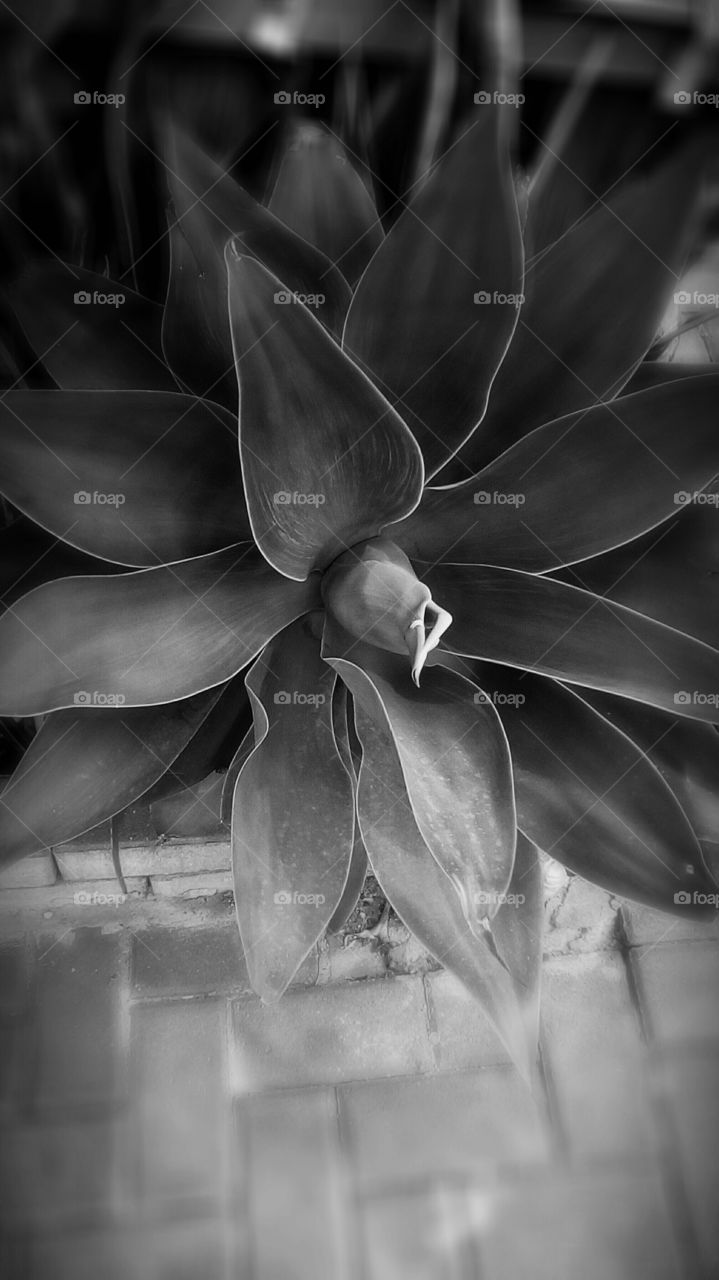 Tropical plant with long succulente 
leaves outdoors