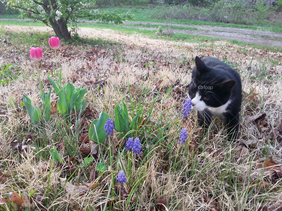 Stop & Smell the Flowers. A cat smelling some grape hyacinth.