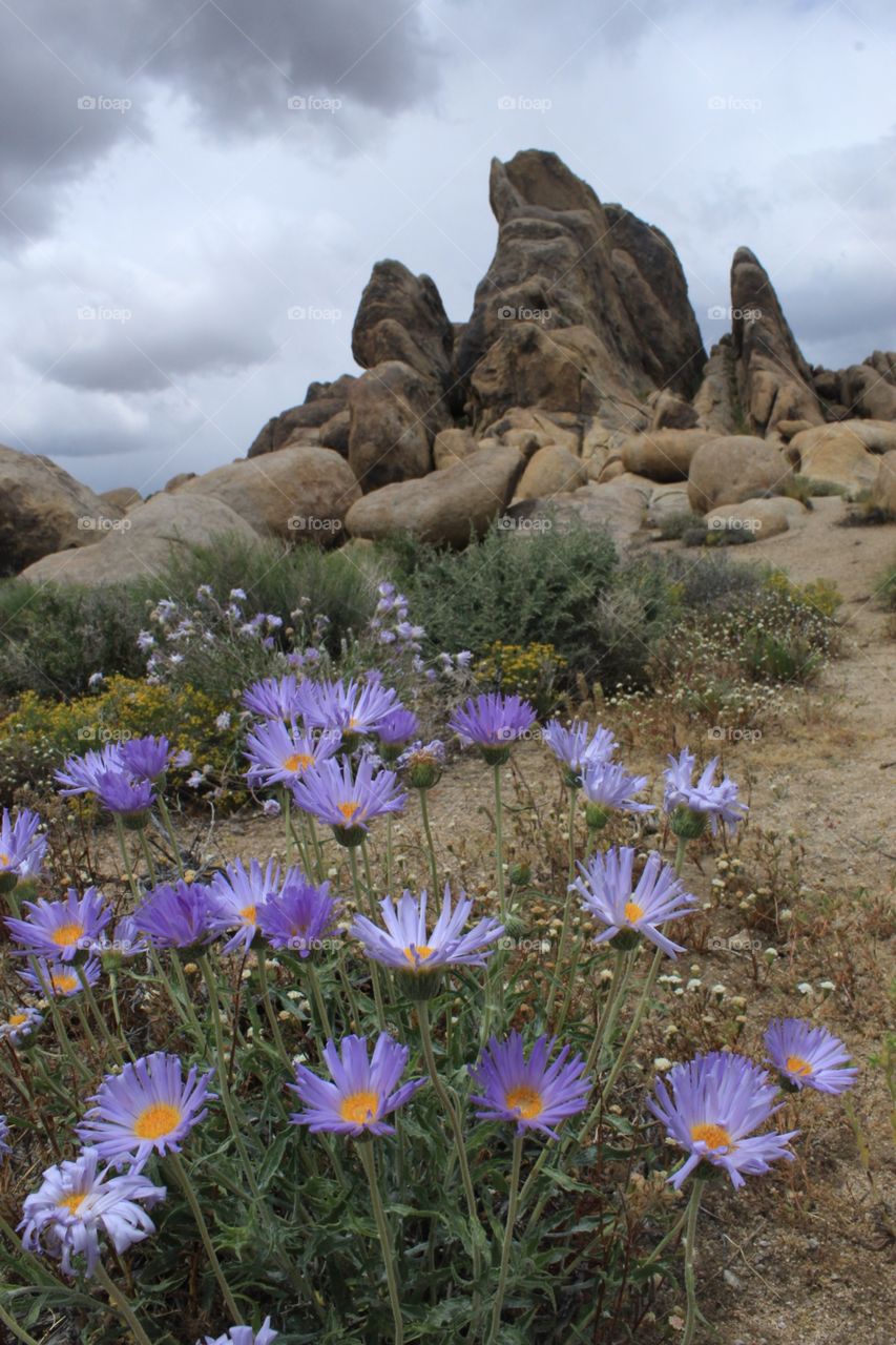 Asters in bloom in the Alabama Hills near Mt. Whitney in the Eastern Sierra of California
