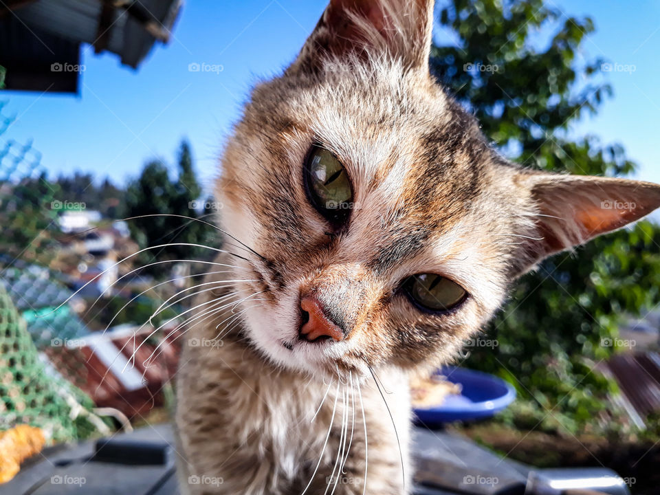 Cute little curious kitten!