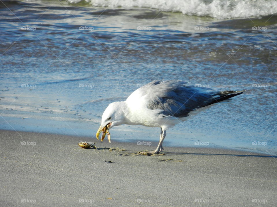 seagull