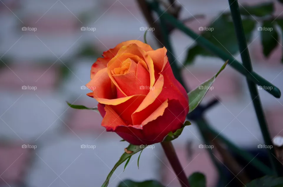 flover