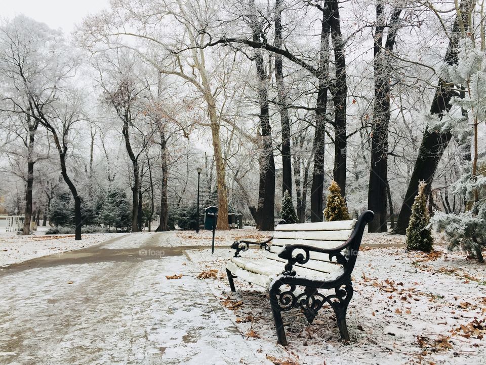 Single bench in the park covered in snow surrounded by snowy trees 