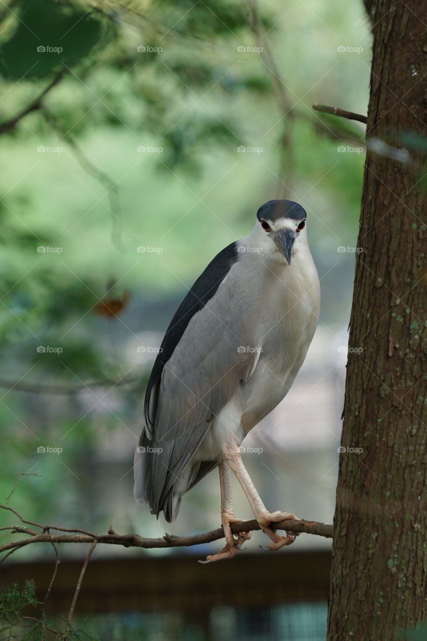 Black Crowned Night Heron eyes open