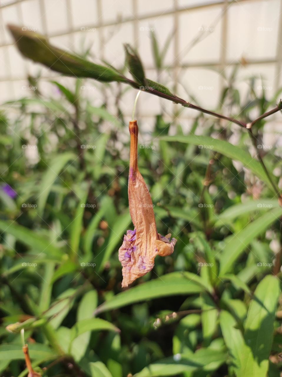 Beauty in the dead flower