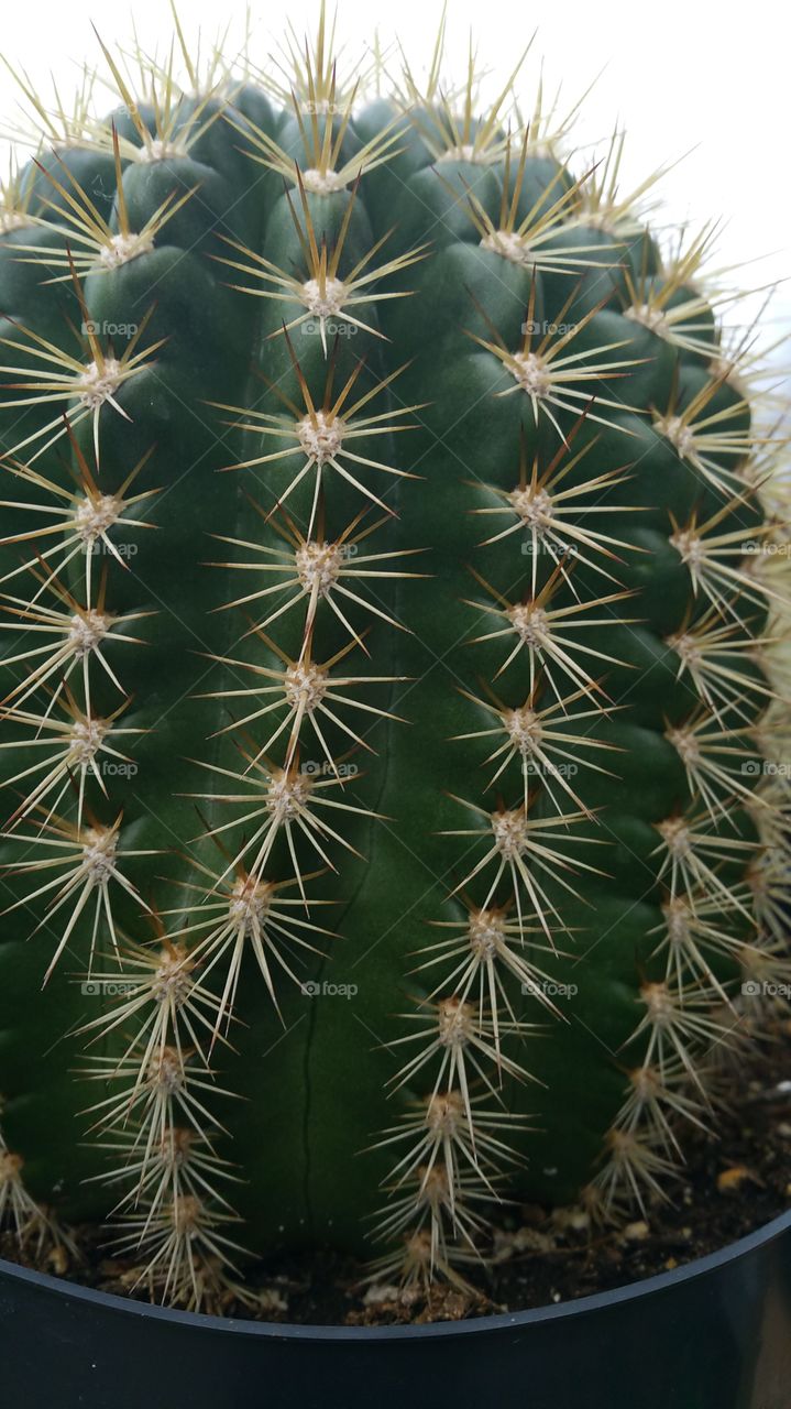 Cactus, Succulent, Spine, Sharp, Desert