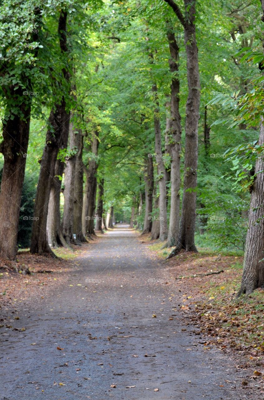 Path in the park