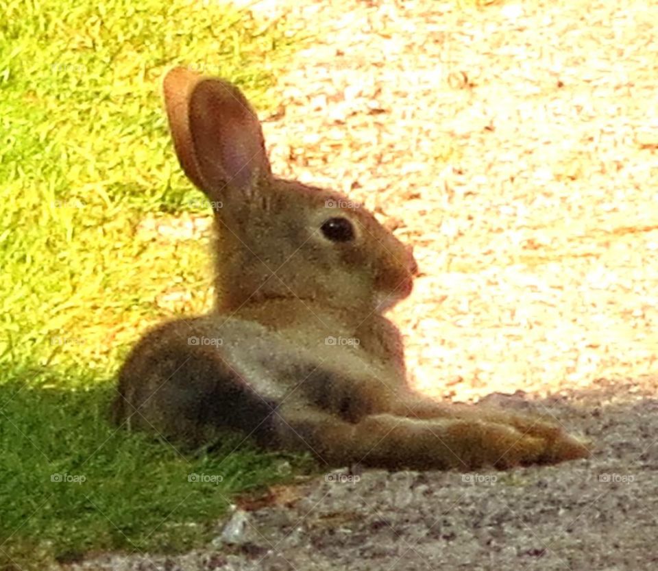 lazy bunny