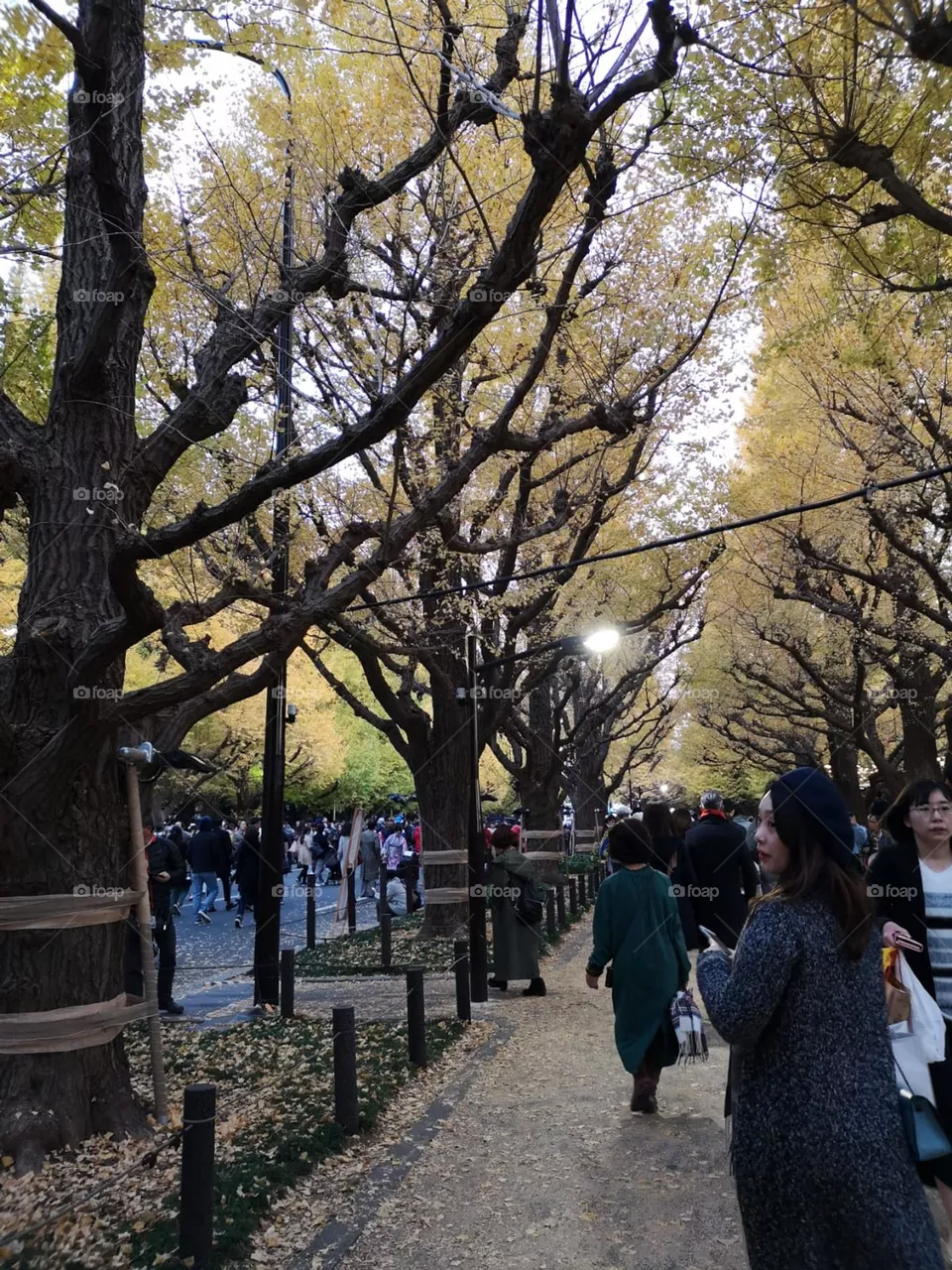 Autumn Fall