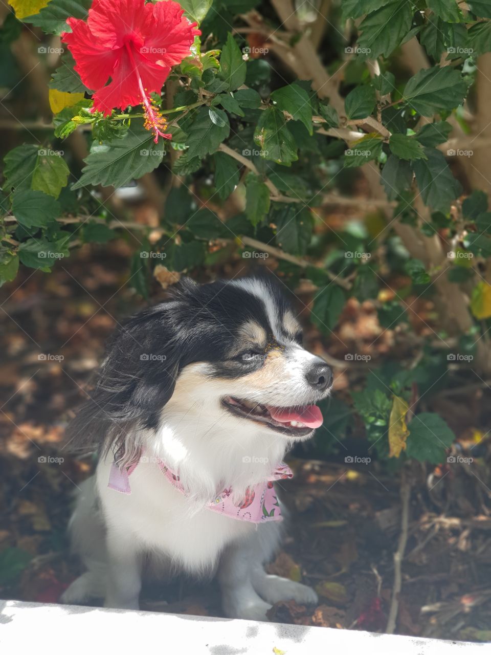 Happy Dog in the garden