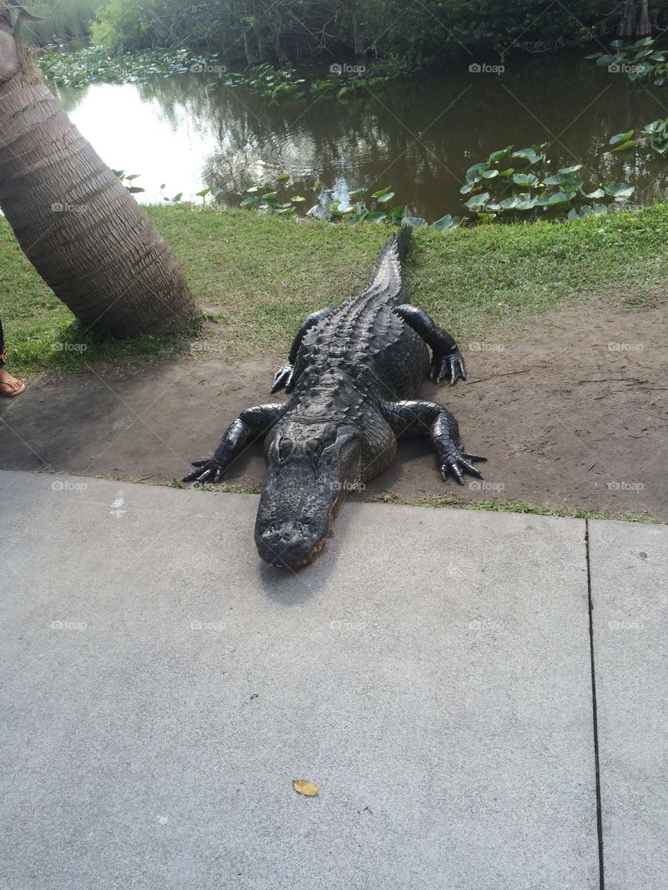 Bored alligator 