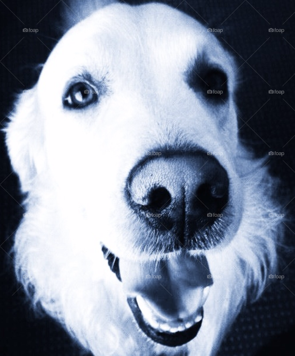 face dog portrait animals by Zita