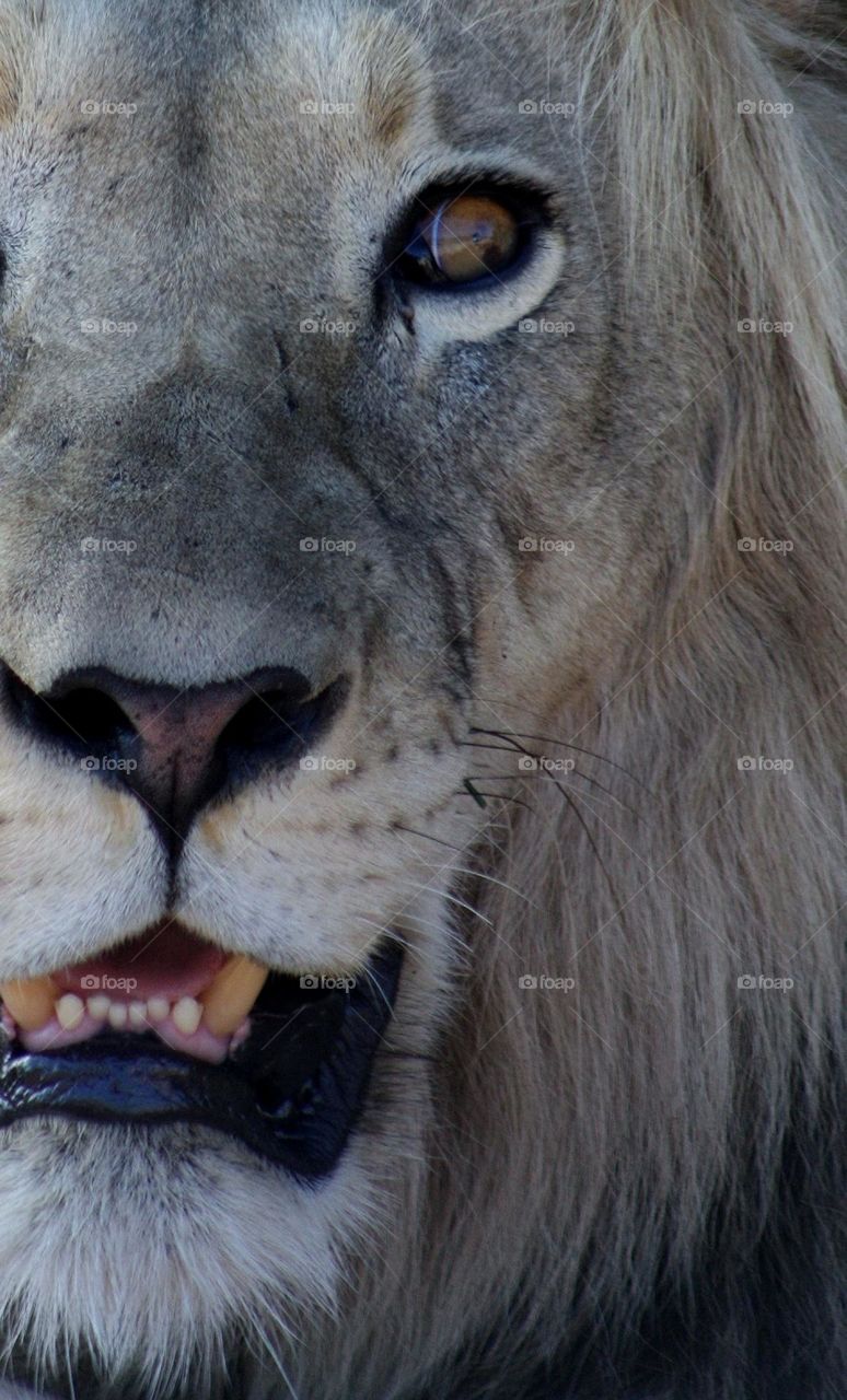 face of a male lion