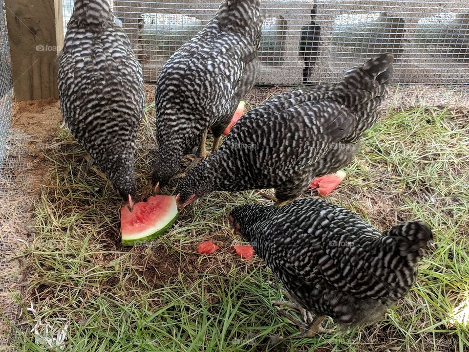 black and white and red all over