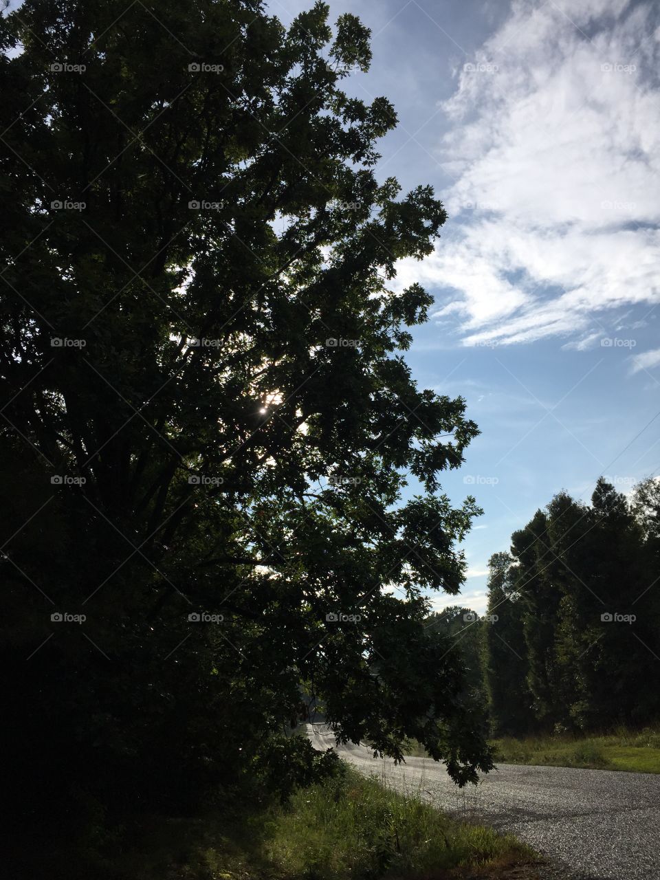 The Old Oak Tree. Late afternoon after a rain shower