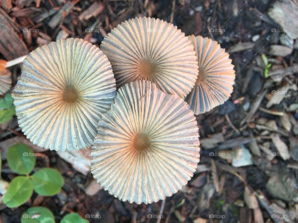 Mushroom Tecture