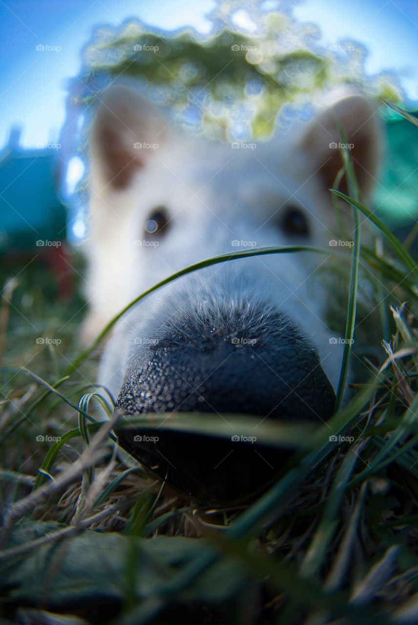 white grass dog nose by munda.net