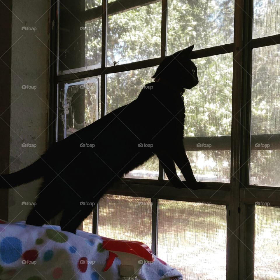 Cat ready for anything