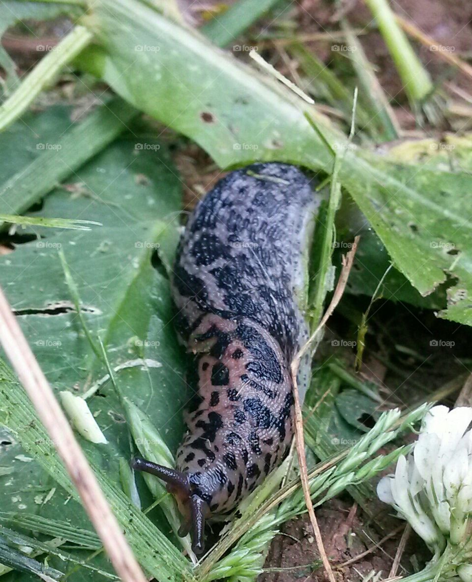 common slug. taken with Samsung Galaxy mega