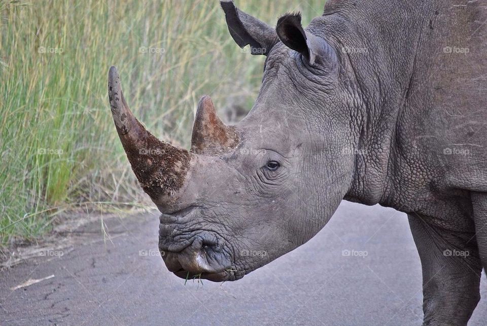 Rhino safari