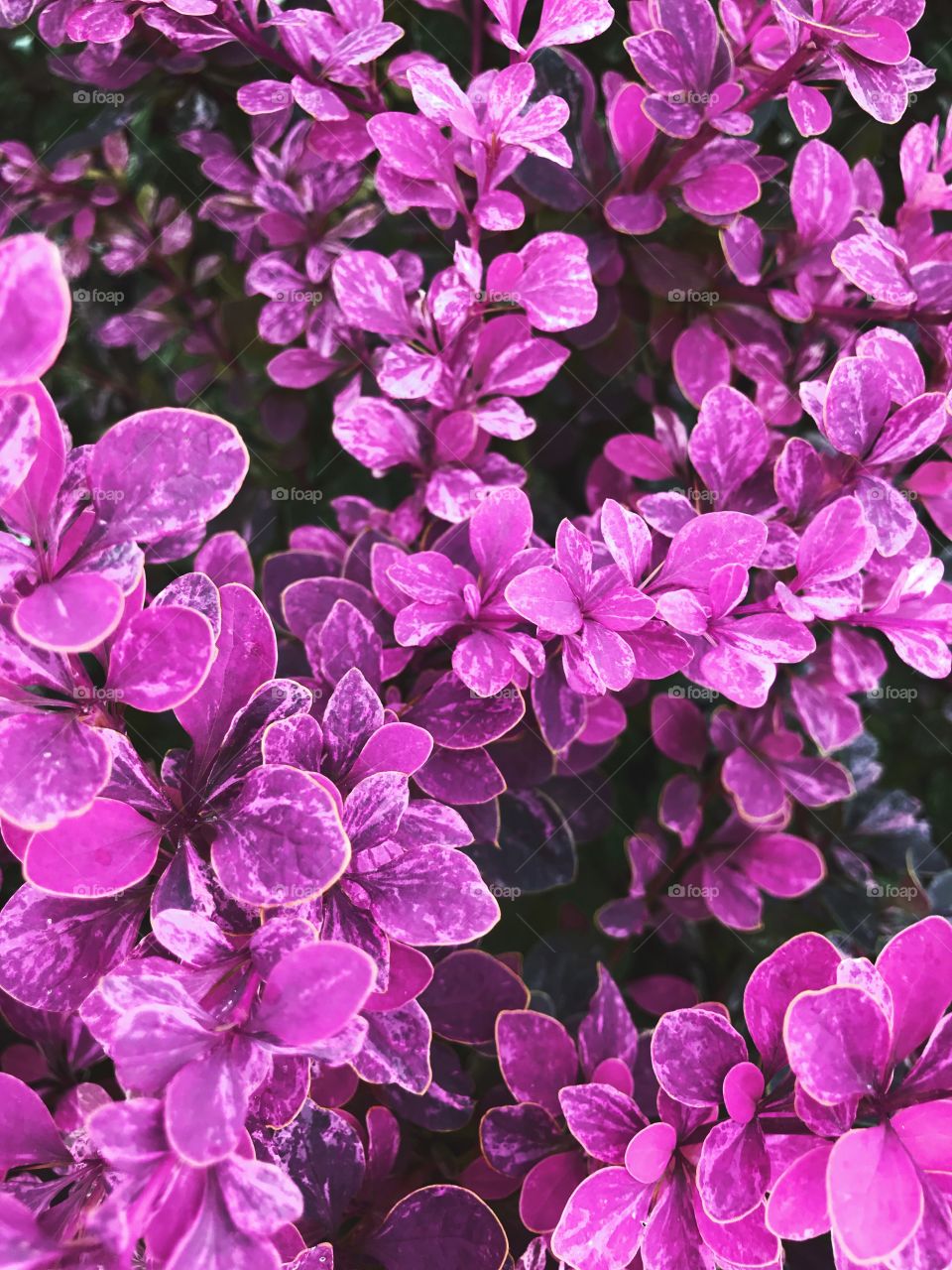 Purple plant 
