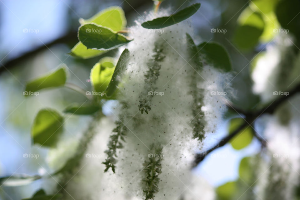 Close-up up pollen