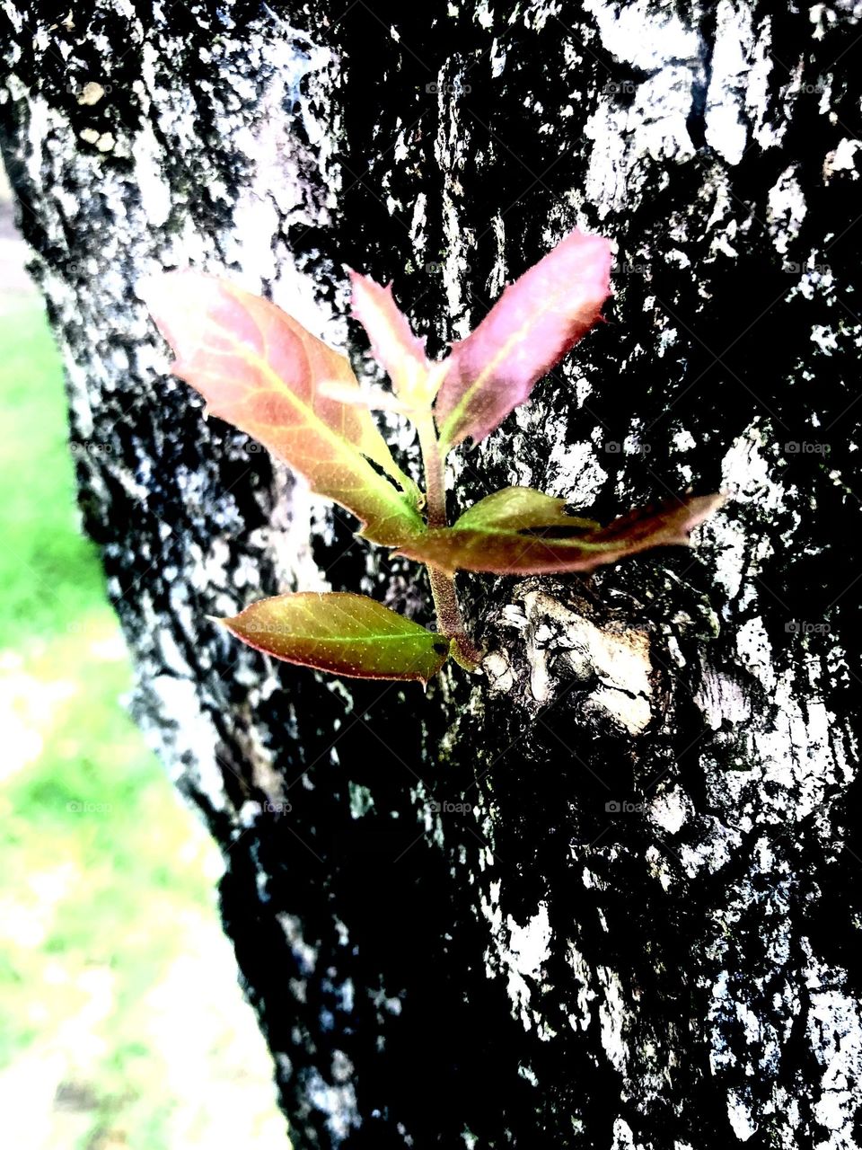 Closeup of new red and green leaves growing on a live oak - I enhanced some of the colors!