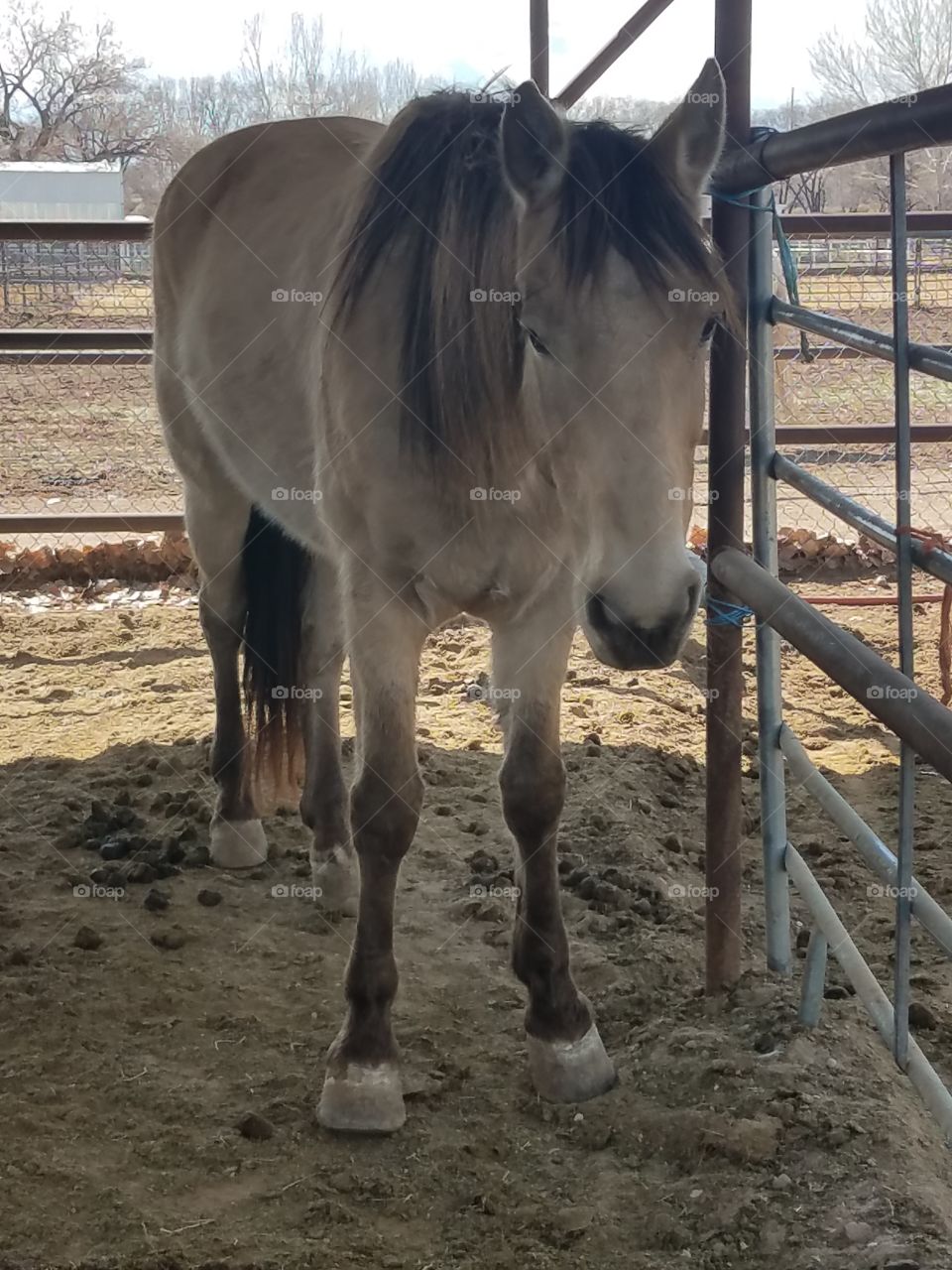 A Buckskin Horse