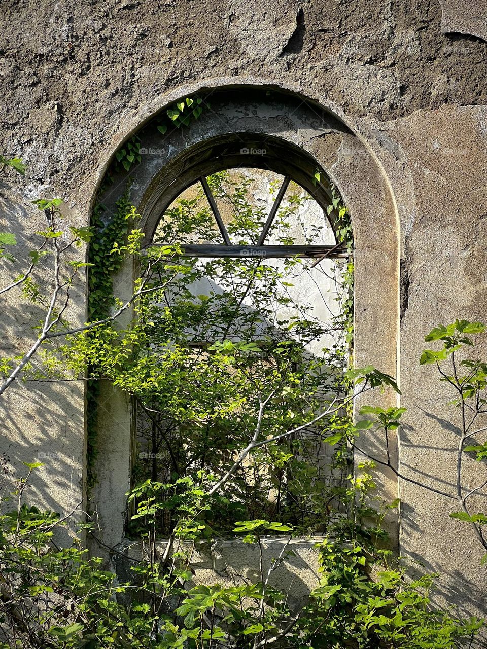 Old building window has plants growing inside