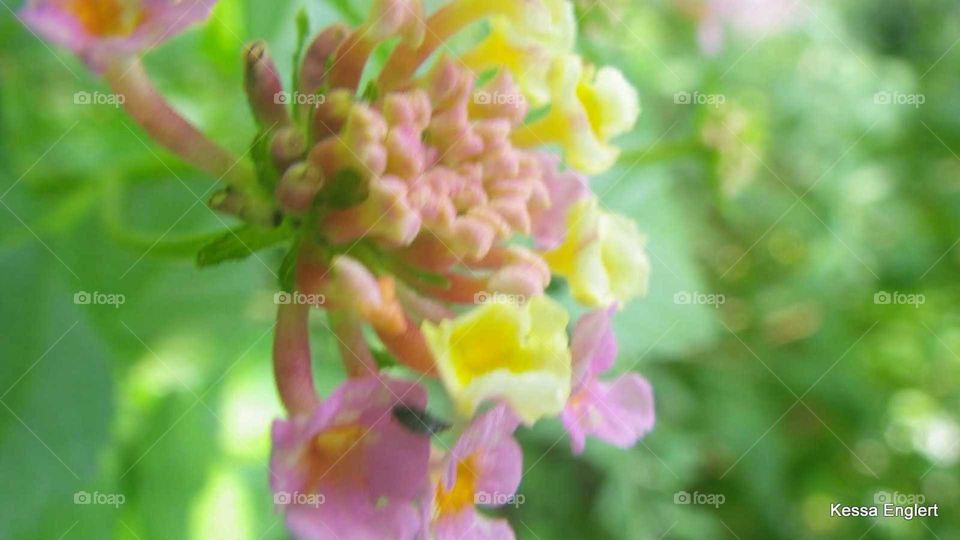 Lantana in Macro