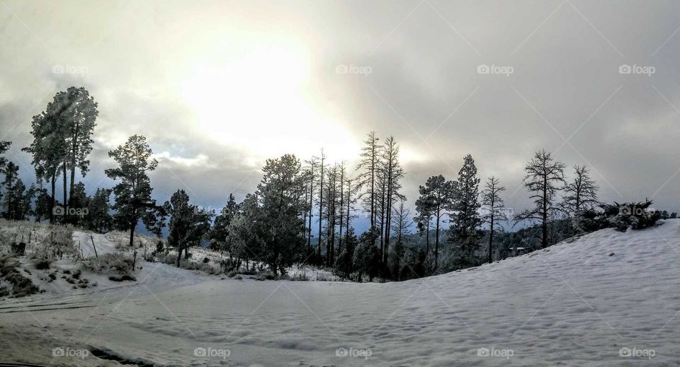 Snow, Winter, Tree, Landscape, Cold