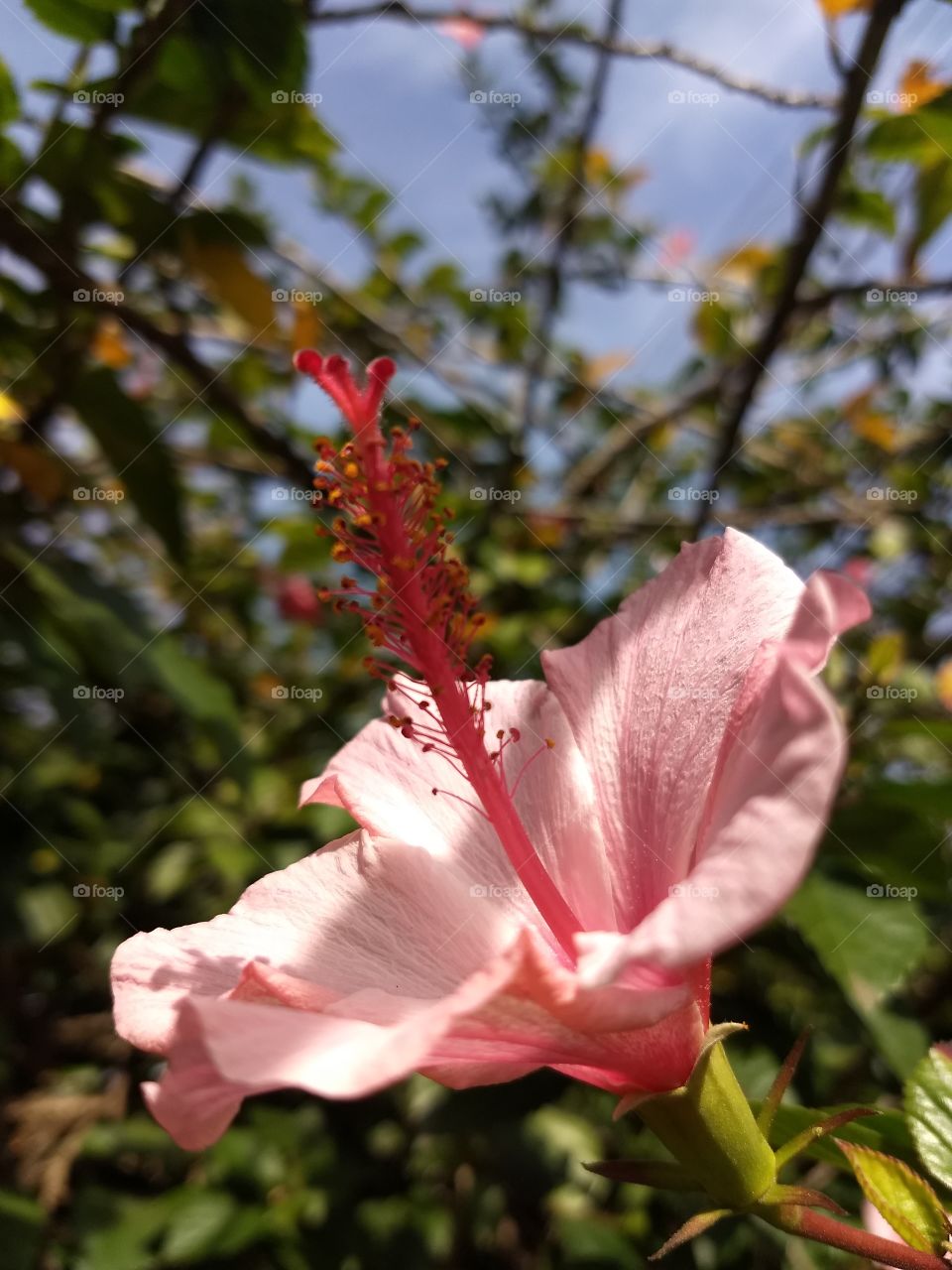 Pink Hibiscus