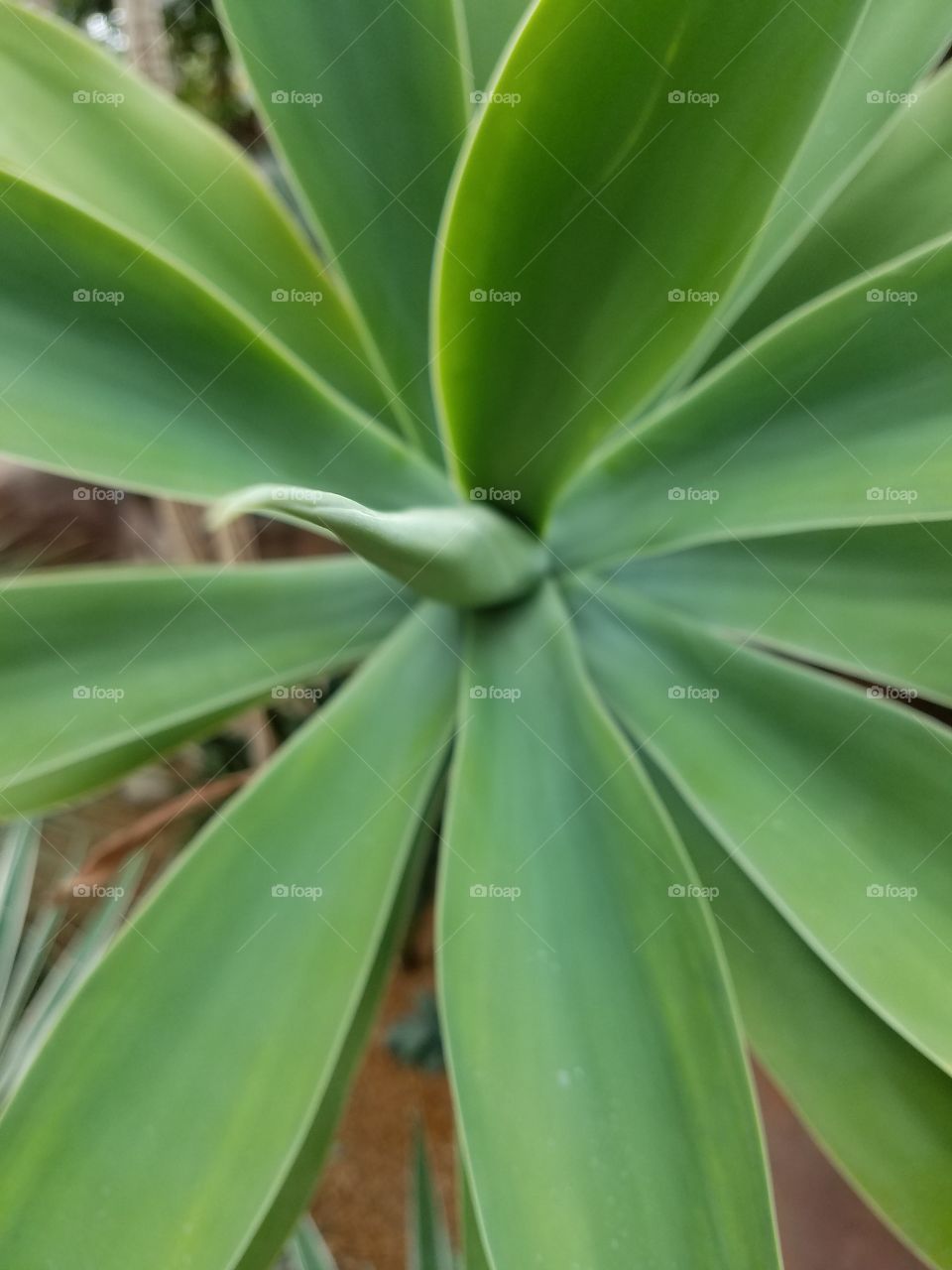 Close up of green succulent