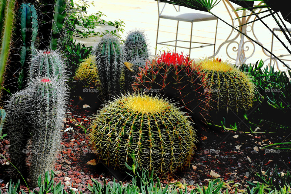 Close-up of succulent plant in garden