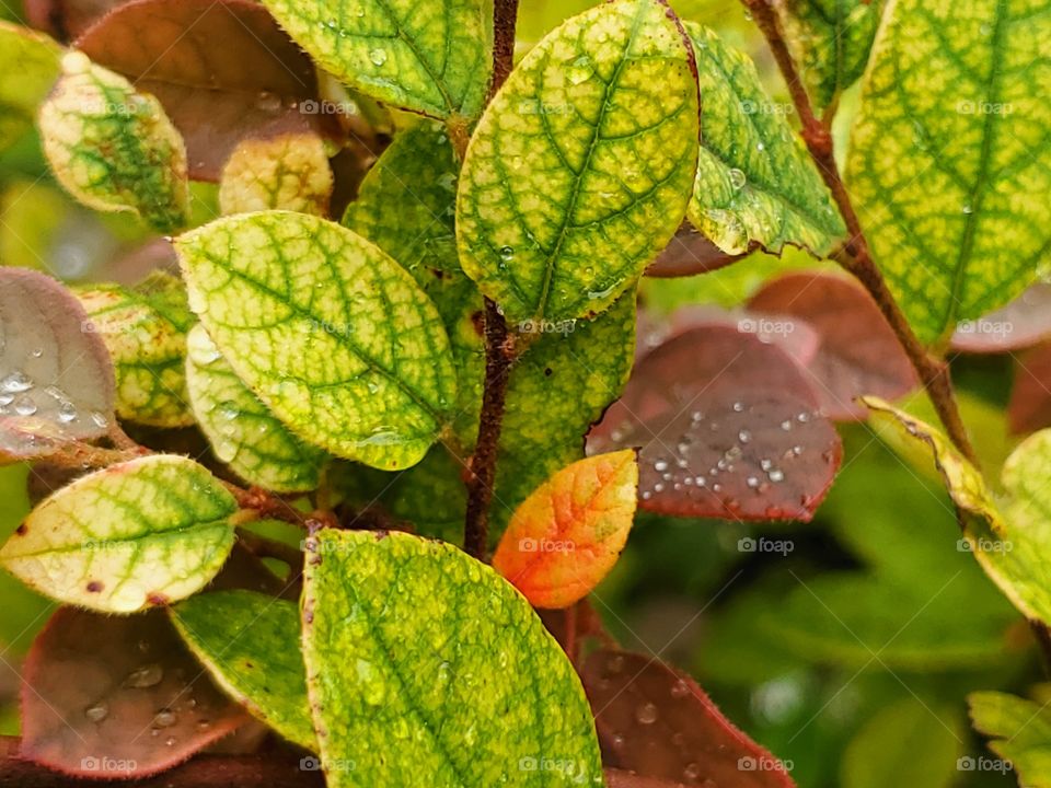 Close up multi colored leaves of the Loropetalum shrub during the summer