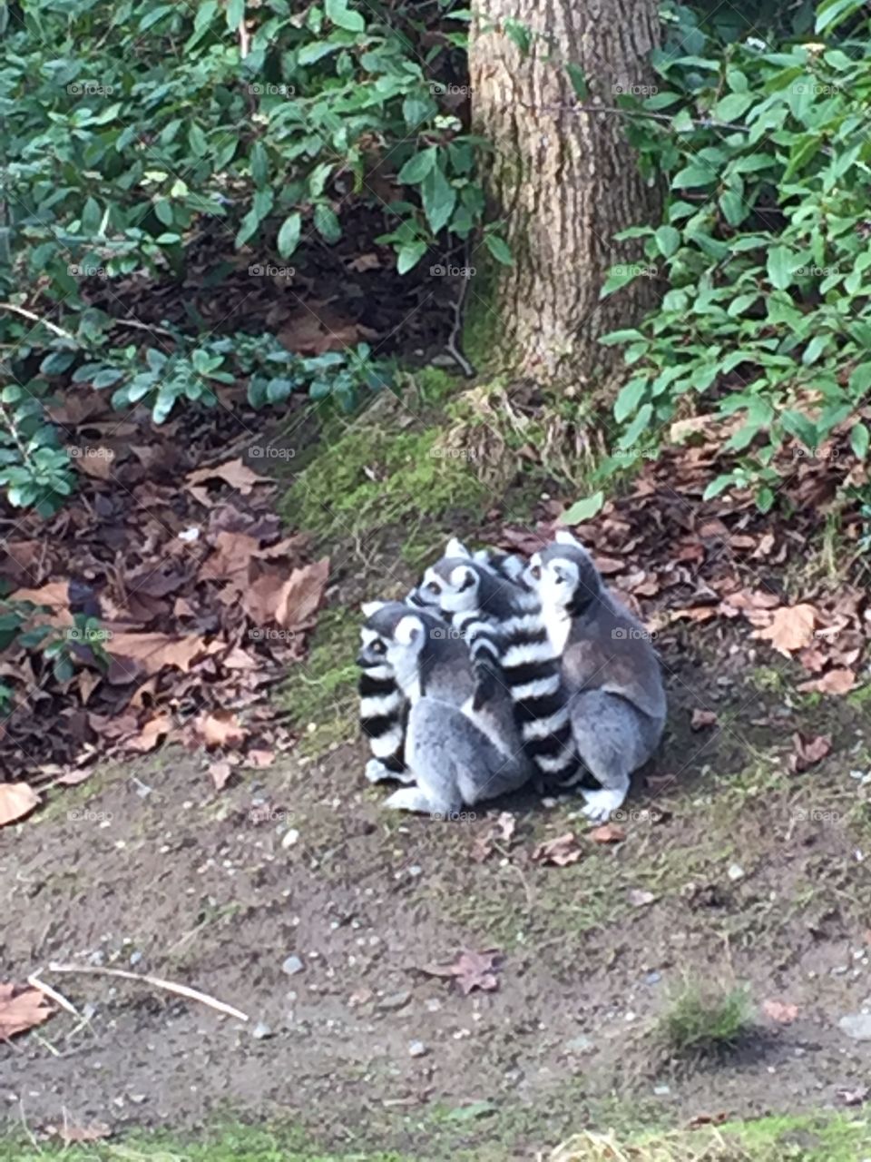 Ring tailed lemur group